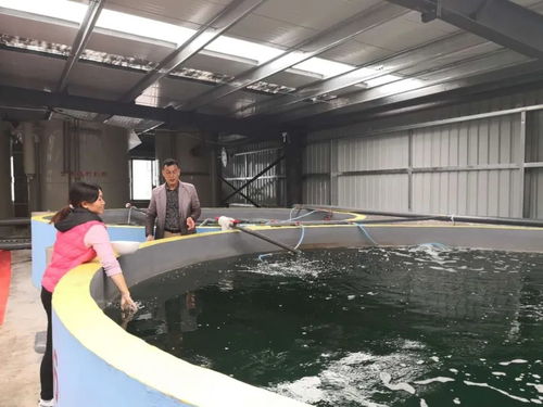 內陸山區養 海蝦 貴州遵義工廠化循環水對蝦養殖的探索實踐