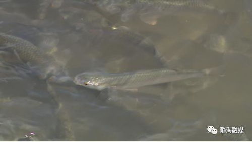 天津市靜海區 從會養到 慧 養 新技術助力靜海水產養殖提質增效