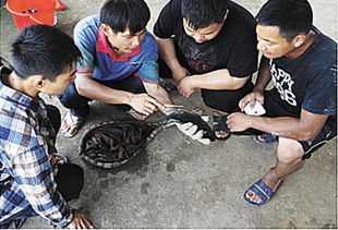 成都農業科技職業學院 現代學徒制 改革試點與發展之路