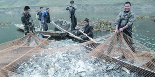 水產養殖技術推廣中的困難與對策分析