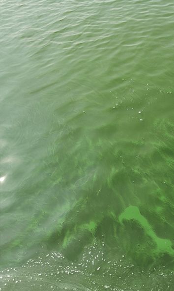 景觀水變質(zhì)的原因以及方法