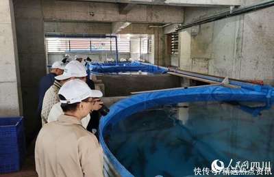 眾多主流媒體關(guān)注神奇"空中菜園"