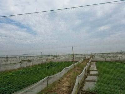 四川哪里有青蛙養(yǎng)殖場