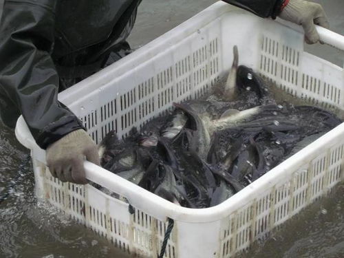 18元 斤,這里魚價常年全國最高