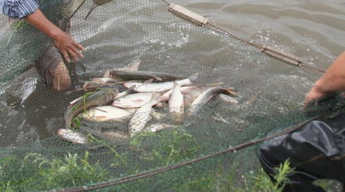 疫情期間如何做好育苗養(yǎng)殖防病運輸 農業(yè)農村部發(fā)布 春季水產(chǎn)養(yǎng)殖技術操作指南