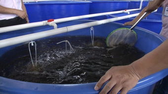 襄陽養(yǎng)殖淡水蝦要多少資金到哪可以學(xué)養(yǎng)殖技術(shù) 新興可加盟