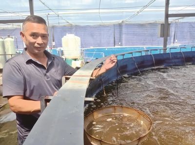 海歸博士渤海取水,在江夏養(yǎng)殖南美白對蝦,年產(chǎn)30萬公斤!