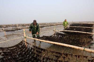 江蘇省農(nóng)業(yè)農(nóng)村廳 全省農(nóng)業(yè)信息聯(lián)播 破難題、強加工、重銷售 如東條斑紫菜迎來新高峰