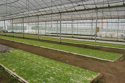 遷安花卉養(yǎng)殖大棚建設(shè)