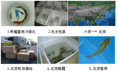 【經(jīng)典案例】水產(chǎn)品無(wú)水活運(yùn)技術(shù)集成應(yīng)用案例