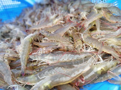 九原區特色種植養殖點亮鄉村振興新畫卷