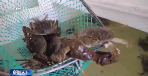 高溫 烤驗(yàn) 下 水產(chǎn)養(yǎng)殖如何應(yīng)對