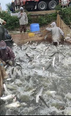 水產(chǎn)品普獲豐收 農(nóng)業(yè)專家:江城淡水魚價(jià)將繼續(xù)走低