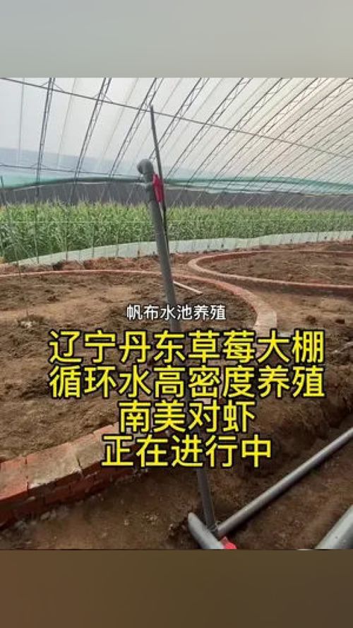 遼寧丹東草莓大棚 循環(huán)水高密度養(yǎng)殖 南美對(duì)蝦 正在進(jìn)行中 南美白對(duì)蝦 水產(chǎn)養(yǎng)殖 高密度養(yǎng)殖 水產(chǎn)養(yǎng)殖技術(shù) 對(duì)蝦養(yǎng)殖技術(shù)