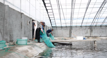 對(duì)蝦畝均產(chǎn)量提升60倍，三門養(yǎng)殖基地靠什么？